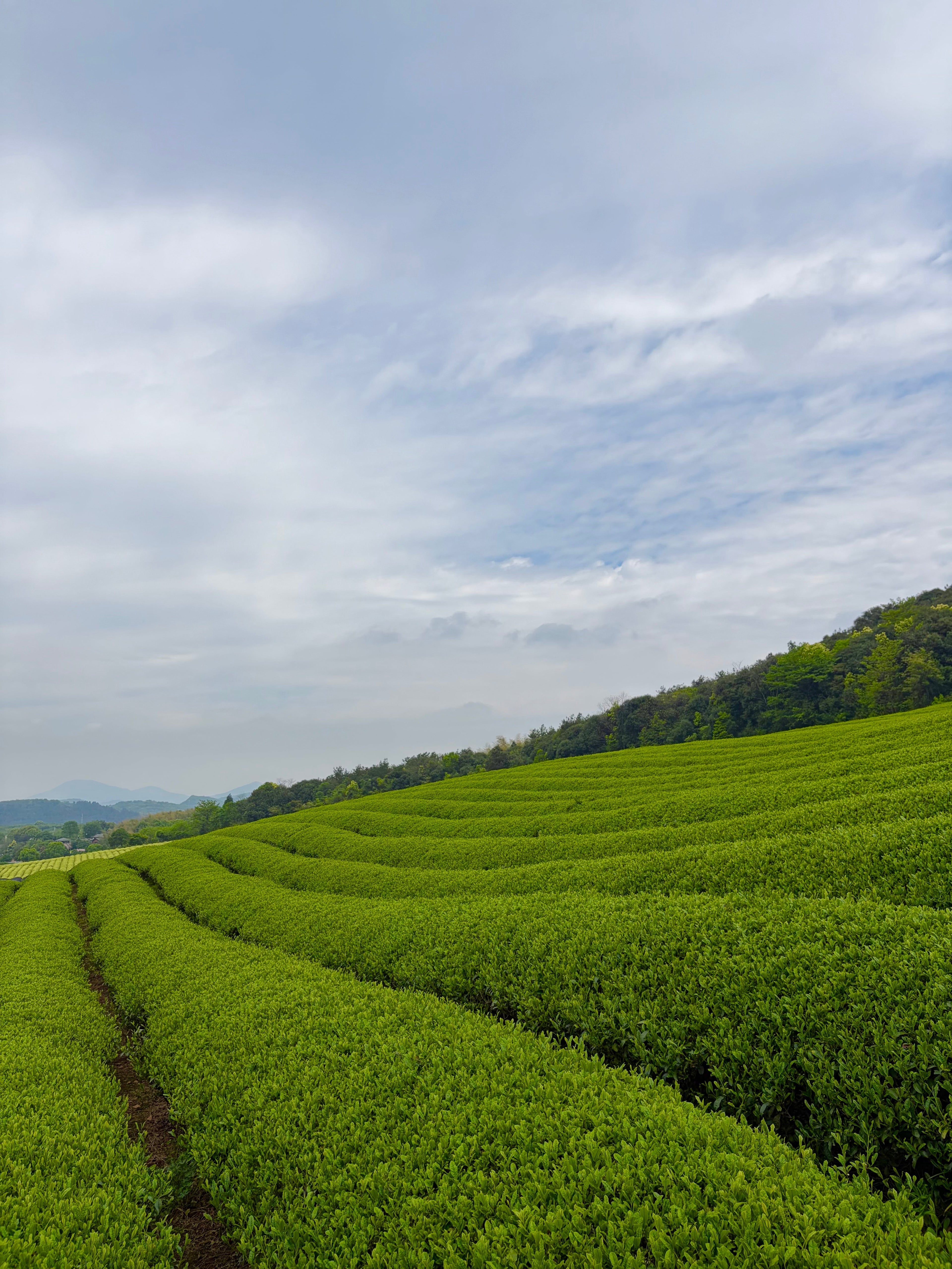 The History of Matcha: From Ancient China to the World