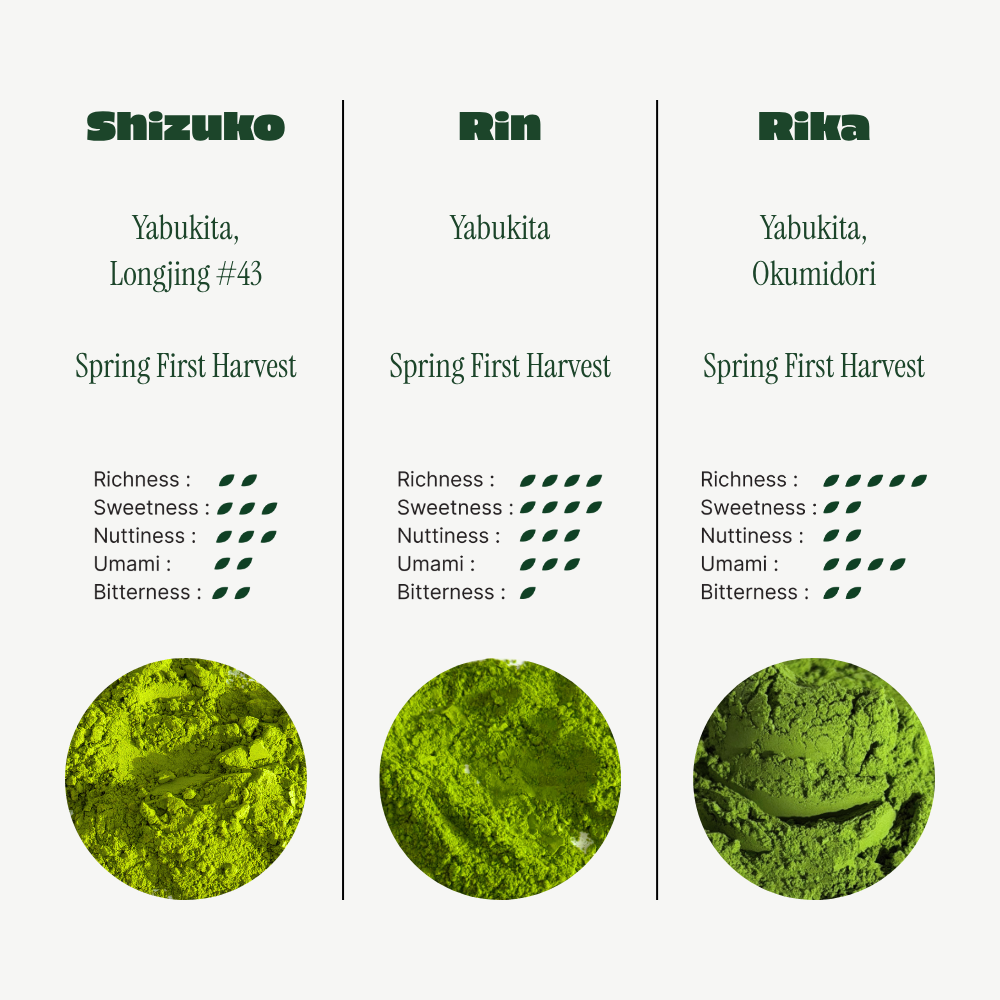 Shizuko Matcha Powder (Ceremonial Grade)